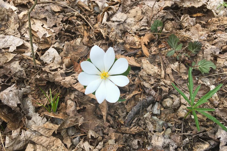 Wildflowers, Hinckley Reservation.